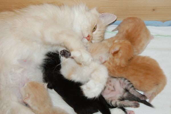 DSC_0086 (2).JPG - C2-Wurf